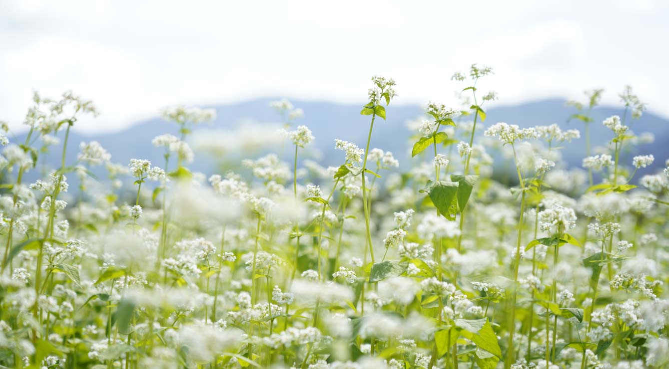 Beautiful Soba Field in Norikura hld.